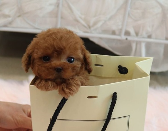 Home raised Toy Poodle puppies for rehoming Image eClassifieds4u