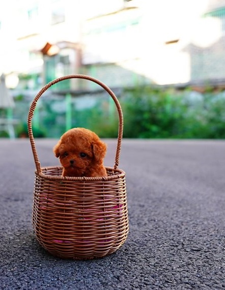 Stunning Toy Poodle Babies Image eClassifieds4u