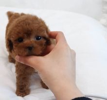 Amazing Toy poodle puppies.