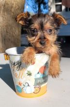 Friendly and Intelligent Yorkie puppies for adoption @Moncton