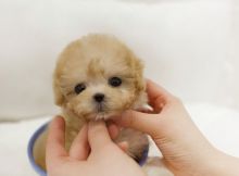 Home raised Toy Poodle puppies for rehoming