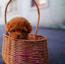 Male and female Toy Poodle puppies available