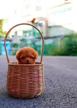 Male and female Toy Poodle puppies for pet lovers