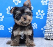 🏠💕 MALE & FEMALE 🐕 YORKSHIRE TERRIER 🐕 PUPPIES AVAILABLE 🏠💕