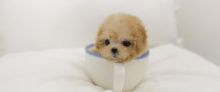 ***Toy Poodle Puppies*** 1 Boy & 1 Girl *** READY NOW