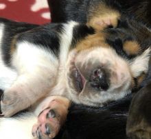 Amazing Basset hound puppies available for adoption.