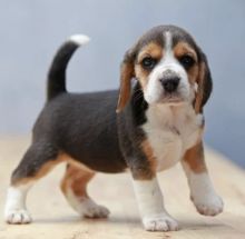 Amazing beagle puppies available for adoption.