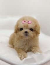 Amazing Toy poodle puppies for adoption