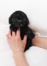 Amazing toy poodle puppies for adoption