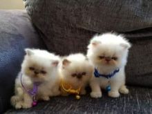 Beautiful Silver Tipped Persian Chinchilla Kittens Available/EMAIL(babydullface@outlook.com)