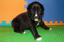 Boxer puppies ready for adoption in a new home