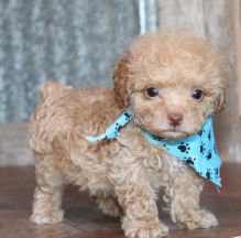 charming Poodle puppies for adoption