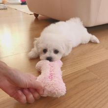 Cute and adorable Bichon frise puppies ready for adoption