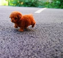 Cute Toy poodle Puppies for adoption.