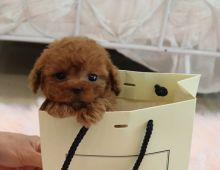 Excellent Male and Female Toy Poodle Puppies Avaliable
