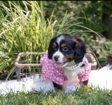 Healthy Mini Bernese puppies ready for a new home