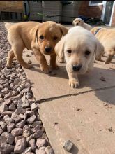 Labrador Retriever Puppies - Updated On All Shots Available For Rehoming