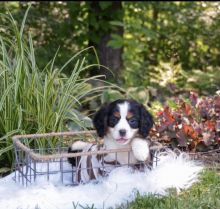 Male and Female Mini bernese Puppies for adoption