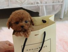 male and female toy-poodle puppies