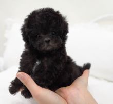Miniature Poodle Puppies available