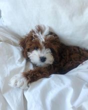 Outstanding Cavapoo Puppies to keep you company during this health crisis
