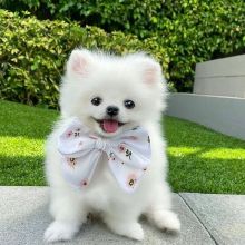 Pomeranian puppies for adoption @@ Prince George