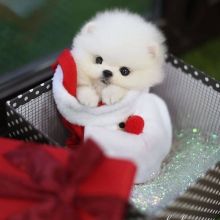Priceless Teacup Pomeranian Puppies for Adoption 💕Delivery possible🌎 Red Deer,