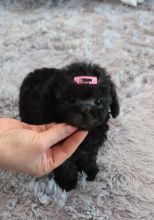 Toy Poodle puppies ready now