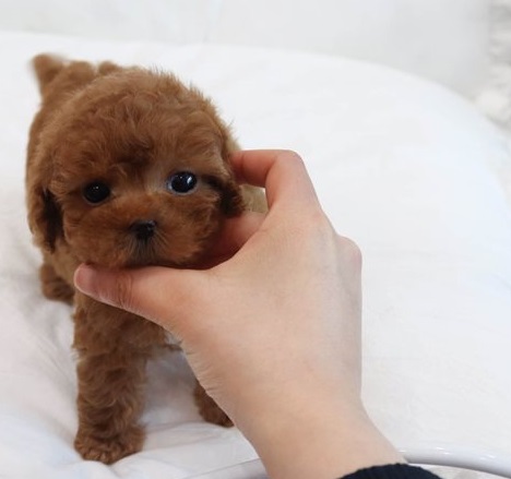 Adorable Toy Poodle puppies, Image eClassifieds4u