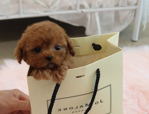 Adorable Toy Poodle puppies, Image eClassifieds4u