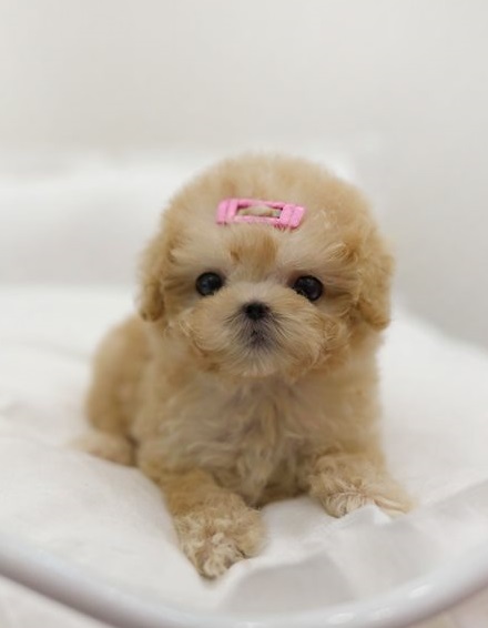 Amazing Toy poodle puppies for adoption Image eClassifieds4u