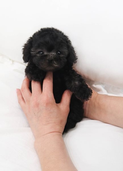 Amazing toy poodle puppies for adoption Image eClassifieds4u