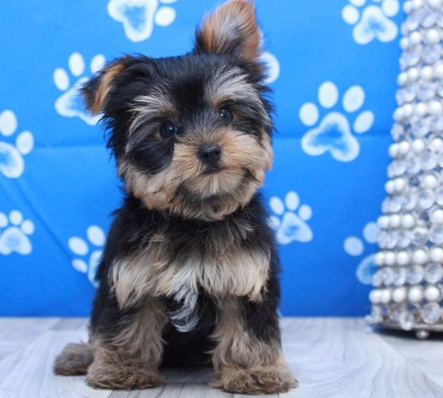 Beautiful Yorkshire Terrier puppies available. @Williams Lake, @@ Image eClassifieds4u