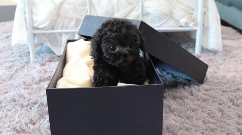 Cute Toy poodle Puppies for adoption. Image eClassifieds4u
