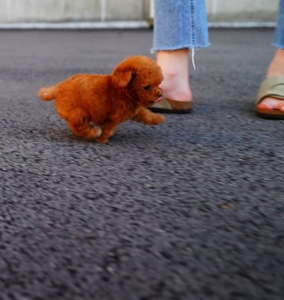Cutest Toy Poodle Puppies Available 💕Delivery possible🌎 Image eClassifieds4u