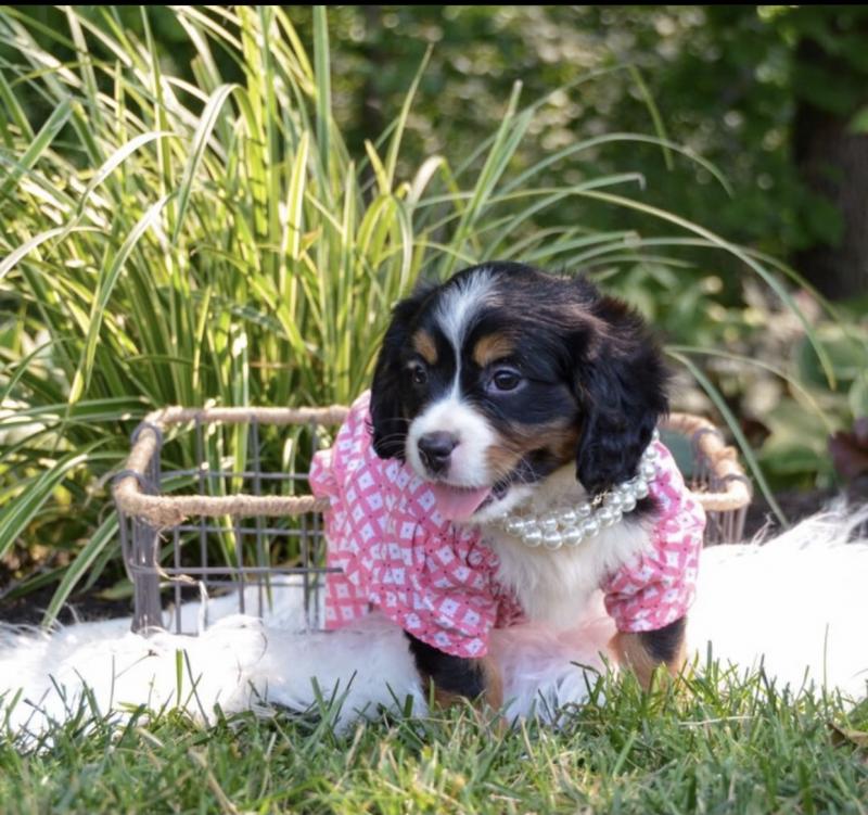 free adoption of adorable Mini bernese puppies Image eClassifieds4u