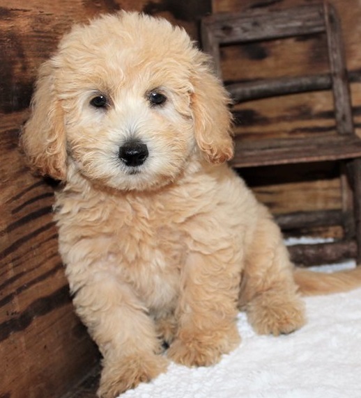 Home Trained Poo-Ton Puppies Available Image eClassifieds4u