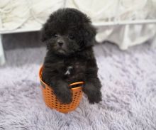 Toy Poodle 