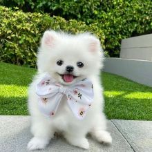 Beautiful Teacup Pomeranian puppies Available. Fort McMurray, Image eClassifieds4u 2