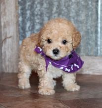 charming Poodle puppies for adoption Image eClassifieds4u 2