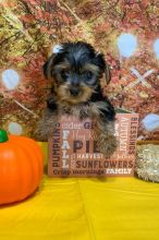 Cute Tea Cup Yorkie Puppy for Adoption @@@@ Prince George, Image eClassifieds4u 2