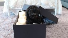 Cute Toy poodle Puppies for adoption. Image eClassifieds4u 2