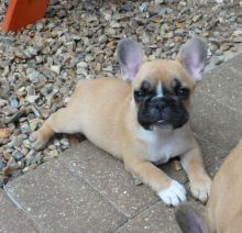 Offering Stunning Apple🍎Head French Bulldog 👉📩(cutest.frenchies@outlook.com) Image eClassifieds4u 1