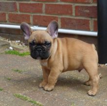 Offering Stunning Apple🍎Head French Bulldog 👉📩(cutest.frenchies@outlook.com) Image eClassifieds4u 2