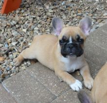Offering Stunning Apple🍎Head French Bulldog 👉📩(cutest.frenchies@outlook.com) Image eClassifieds4u 2