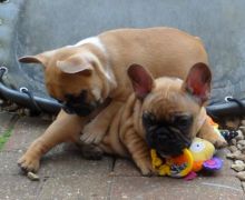 Offering Stunning Apple🍎Head French Bulldog 👉📩(cutest.frenchies@outlook.com) Image eClassifieds4u 2