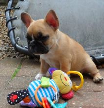 Offering Stunning Apple🍎Head French Bulldog 👉📩(cutest.frenchies@outlook.com) Image eClassifieds4u 1