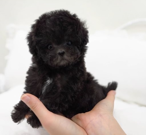 Miniature Poodle Puppies available Image eClassifieds4u