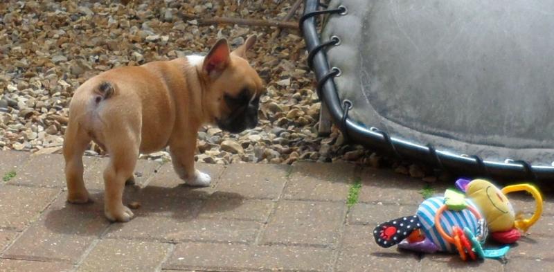 Offering Stunning Apple🍎Head French Bulldog 👉📩(cutest.frenchies@outlook.com) Image eClassifieds4u