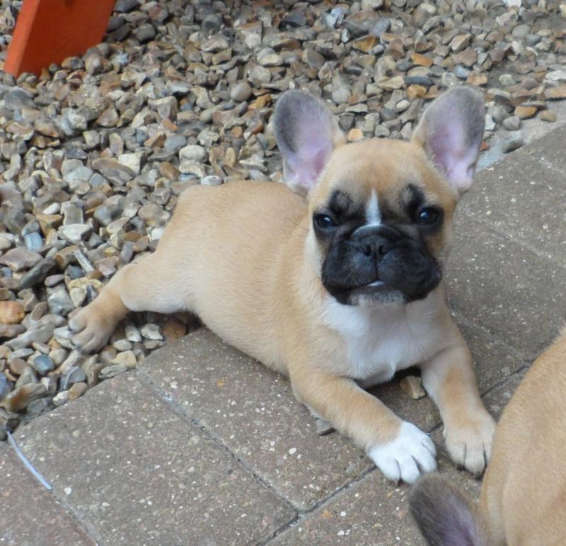 Offering Stunning Apple🍎Head French Bulldog 👉📩(cutest.frenchies@outlook.com) Image eClassifieds4u